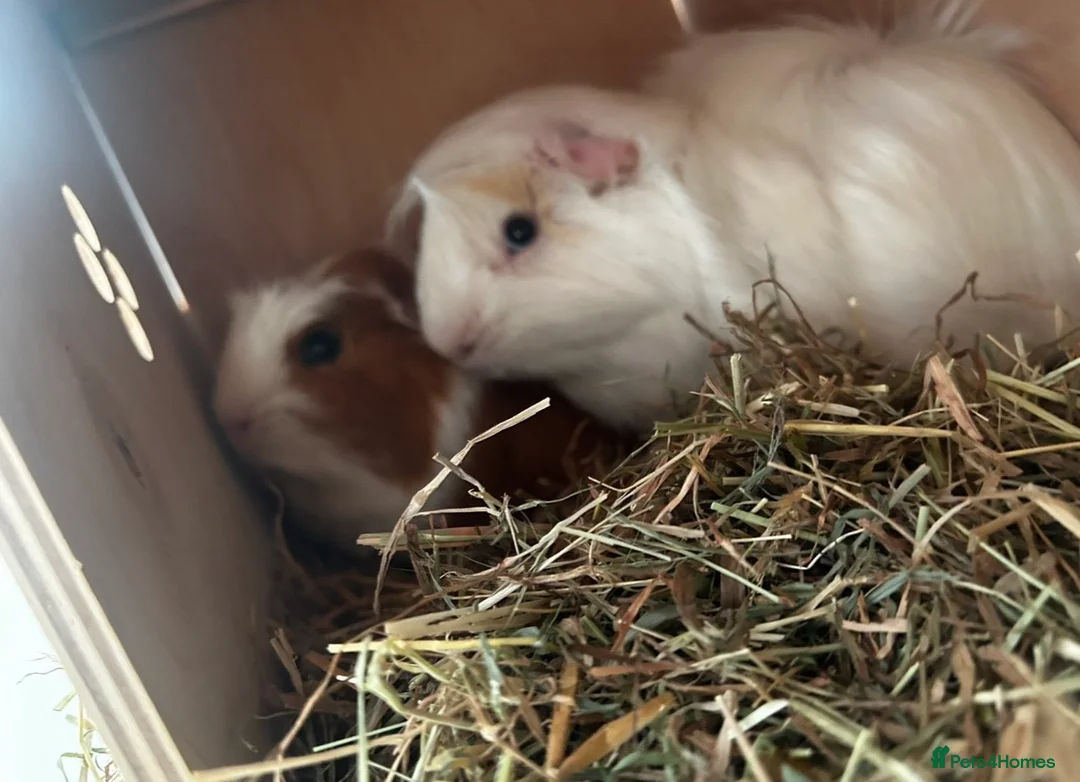 Guinea Pig rodents for sale: 2 male guinea pigs  in Sunderland - Advert 1
