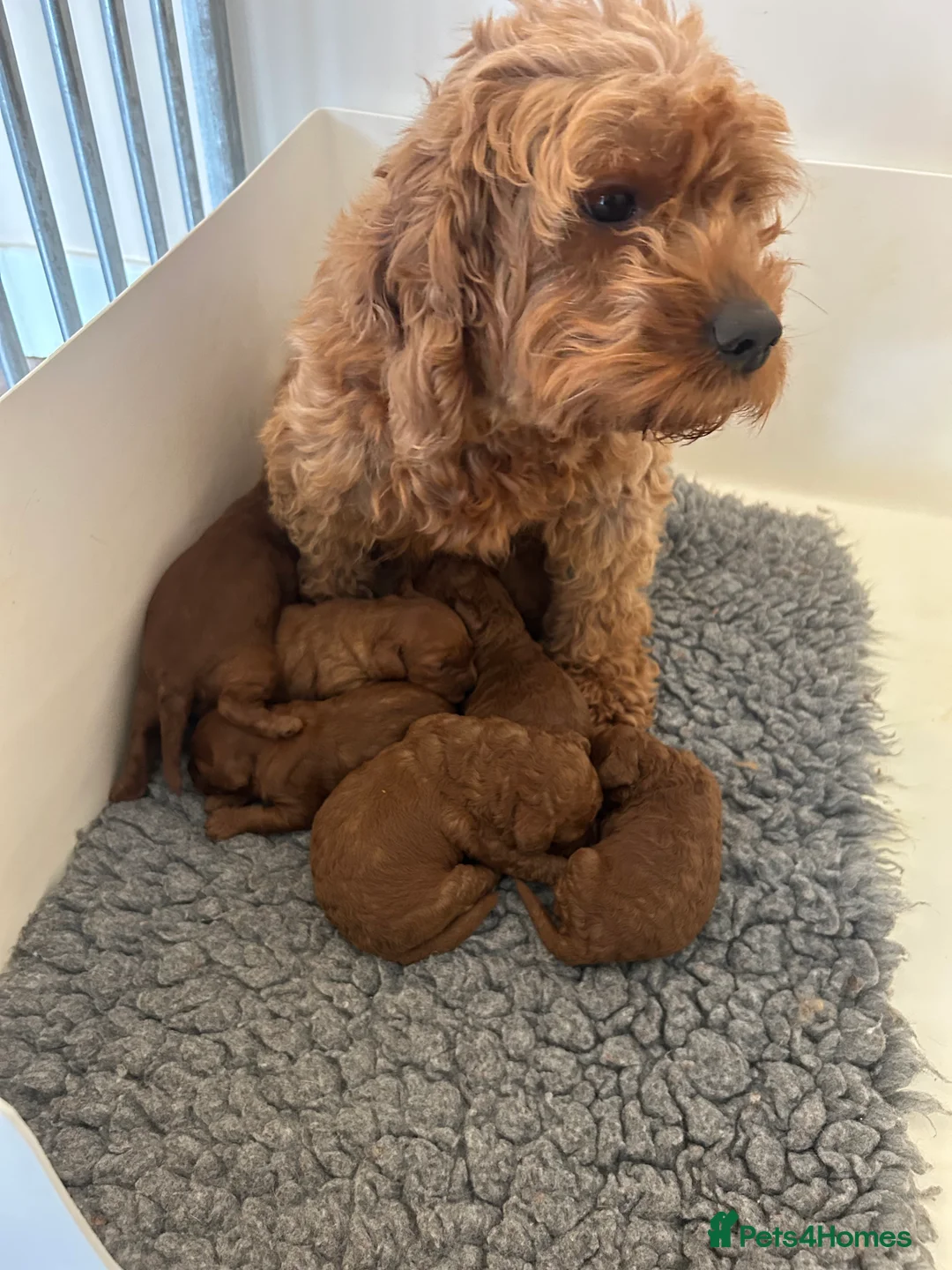 Cavapoo dogs for sale: DNA tested Cavapoo  - Advert 3