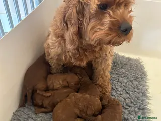 Cavapoo dogs DNA tested Cavapoo - Advert 1