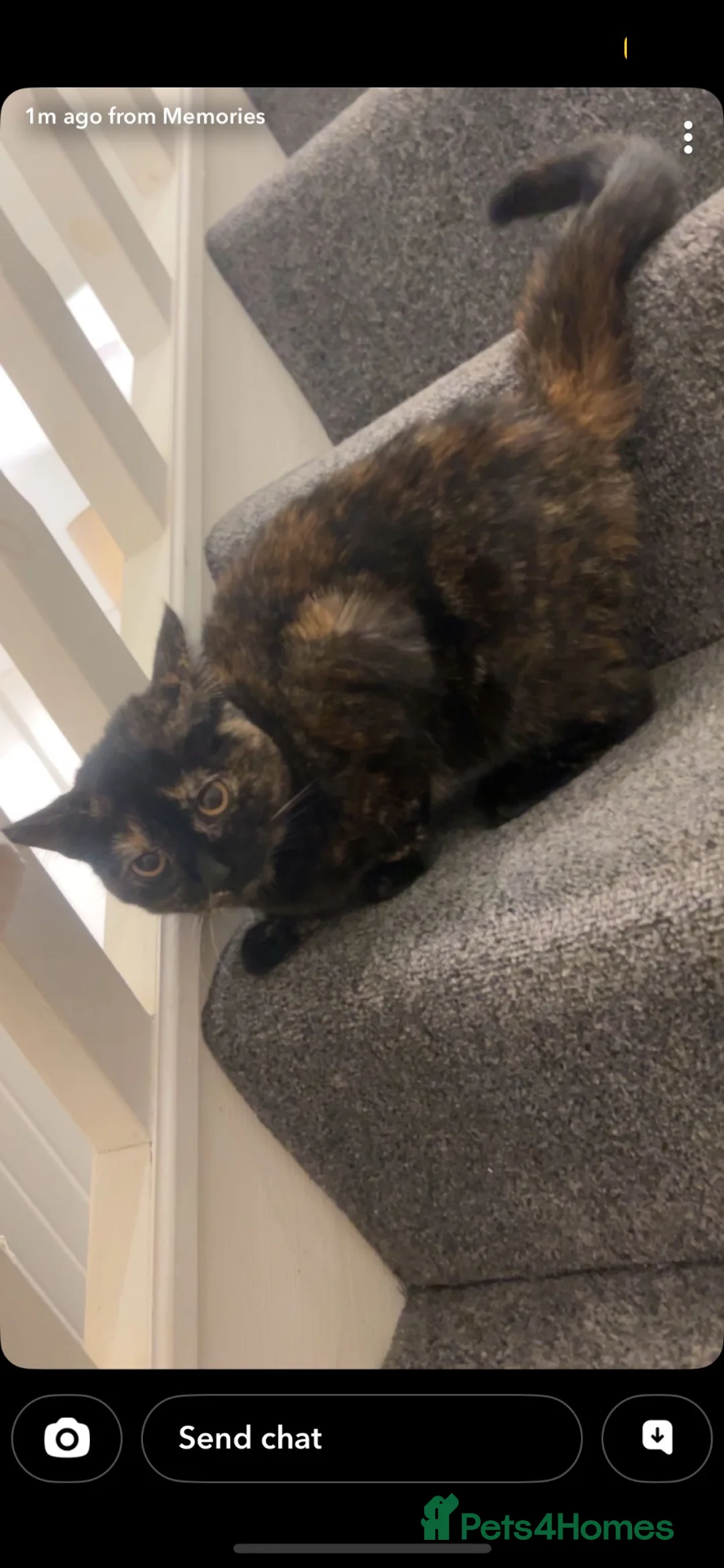 Bengal cats for sale: Bengals cat  - Advert 4