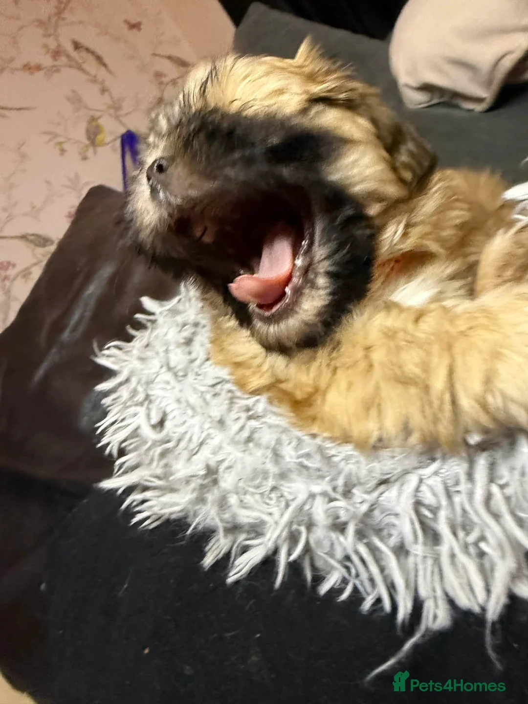 Shih Tzu dogs for sale: Shih Tzu puppies - pure! - Advert 8