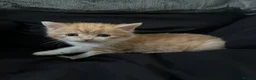 British Longhair cats for sale: CUTE FLUFFY KITTENS LOOKING FOR A FOREVER HOME - Advert 10