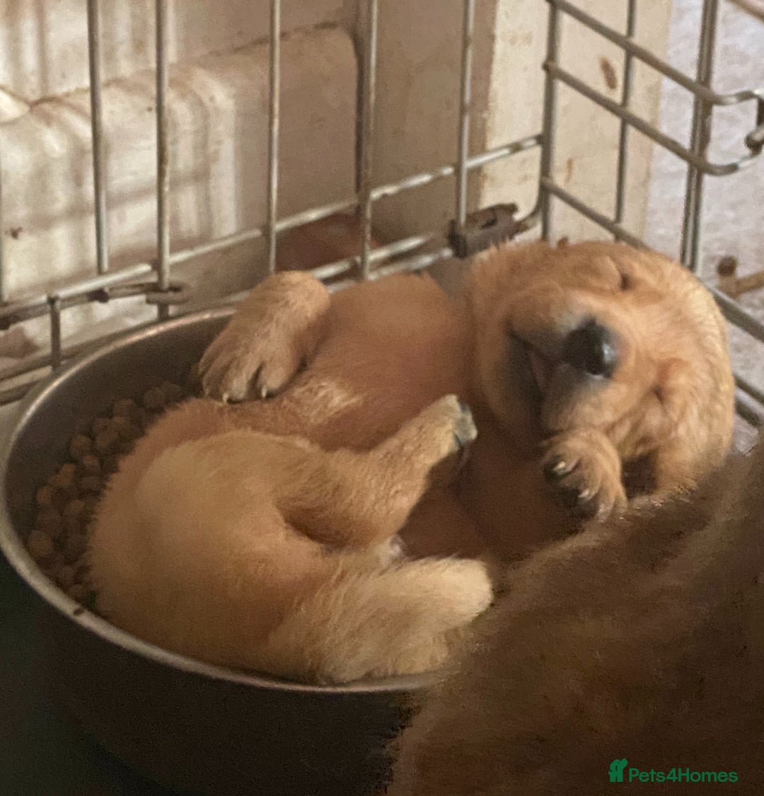 Labrador Retriever dogs for sale: Kc reg Labrador puppies injections flea worm chip - Image 12
