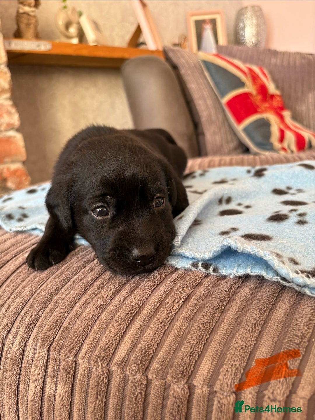 Labrador Retriever dogs for sale: Gorgeous chunky black lab pups🖤 - Advert 15