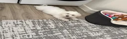 Bichon Frise dogs for sale: Molly bichon in Corby - Advert 3