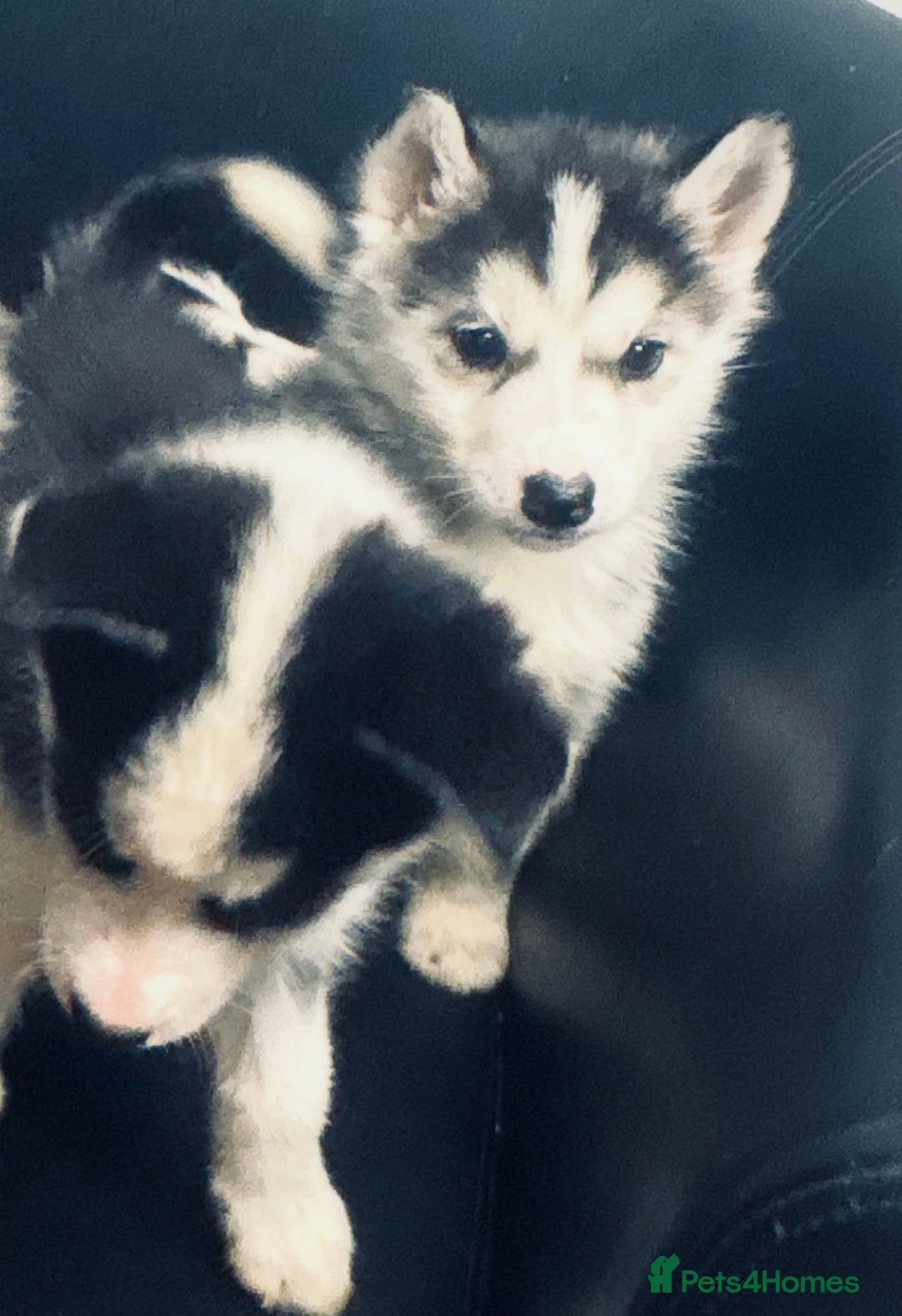 Siberian Husky dogs for sale: Siberian husky - Advert 12