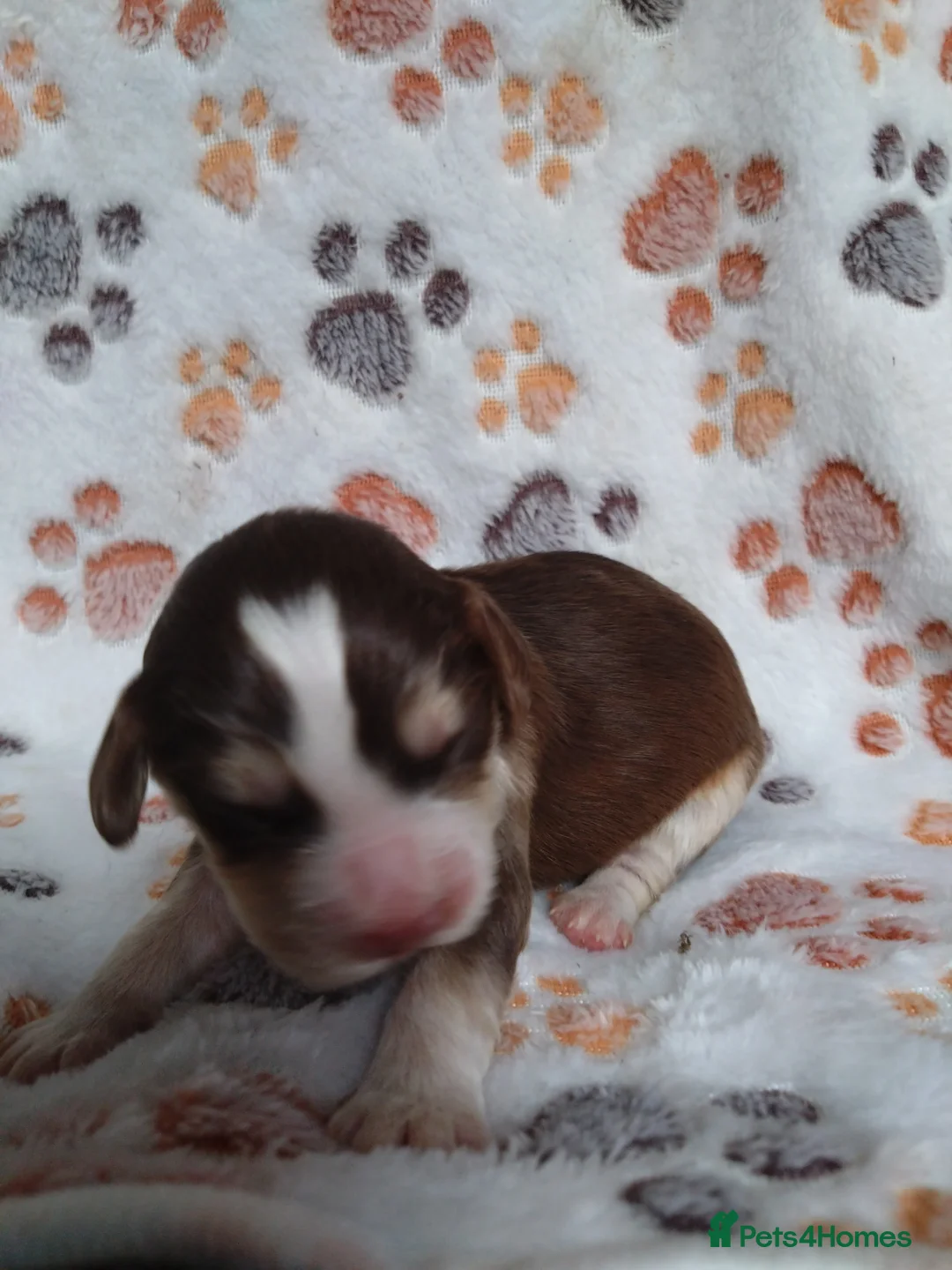 Cocker Spaniel dogs for sale: Working cocker spaniel pups  - Advert 7