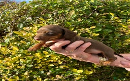 Miniature Dachshund dogs for sale: Kc reg mini dachshunds - Image 8