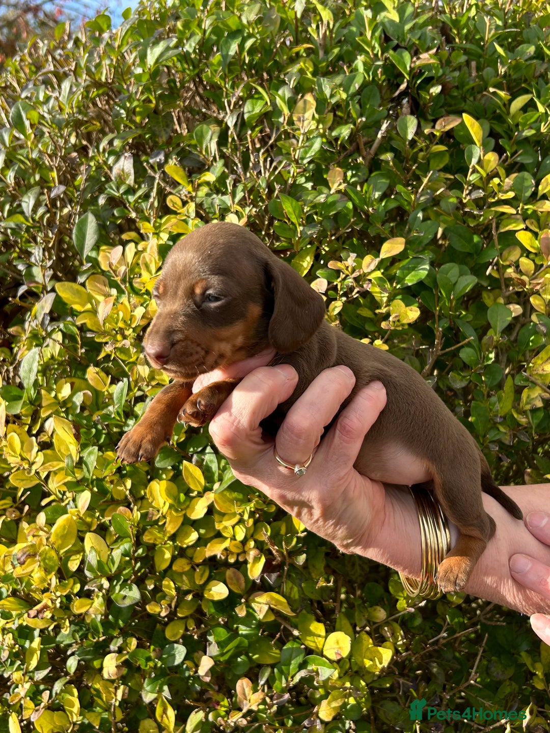 Miniature Dachshund dogs for sale: Kc reg mini dachshunds - Image 8