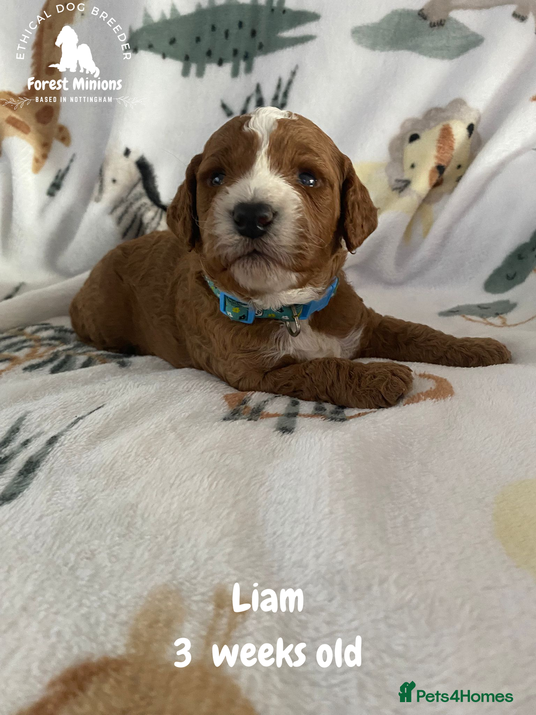 Cockapoo dogs for sale: Beautiful Cockapoo puppies (DNA CLEAR) - Advert 5