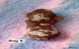 Miniature Dachshund dogs for sale: Miniature Daschund Puppies - Image 8