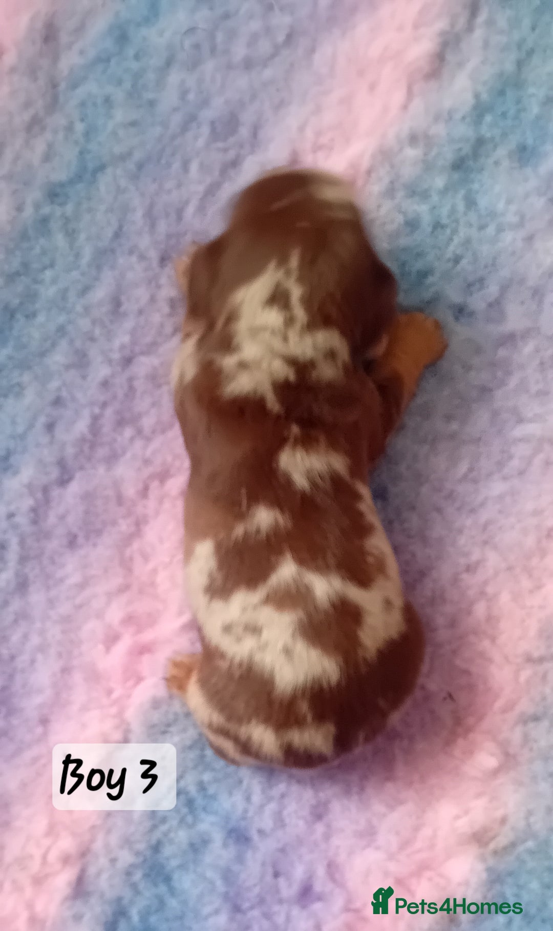 Miniature Dachshund dogs for sale: Miniature Daschund Puppies - Image 8