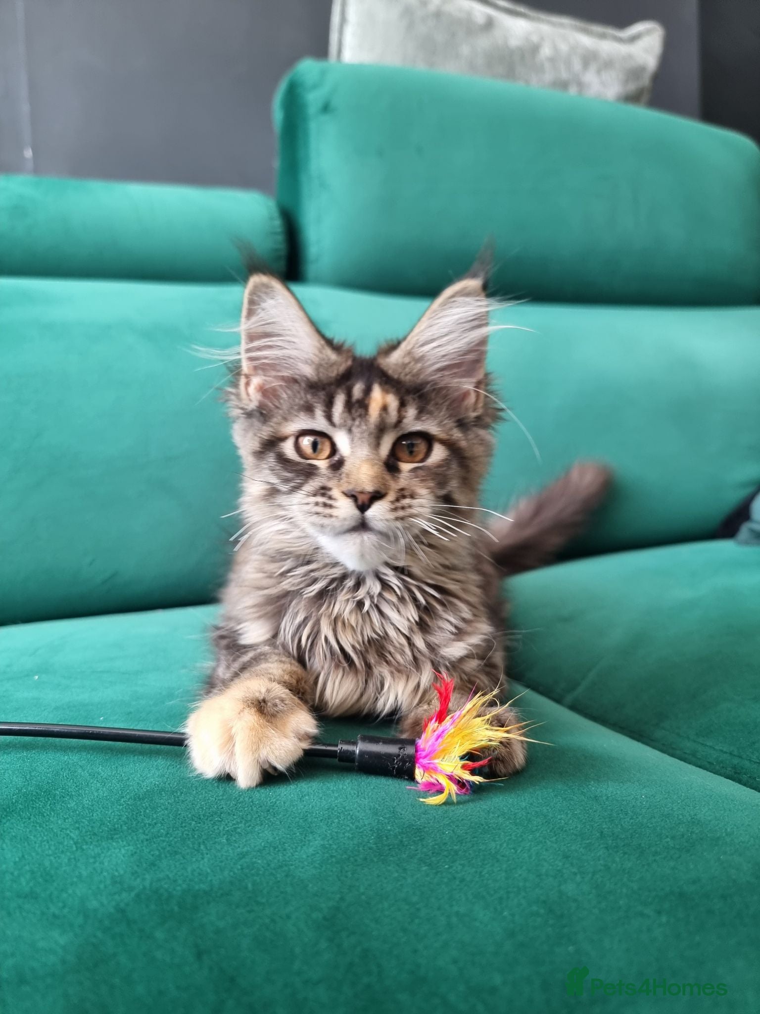 Maine Coon cats LAST TICA reg. female  - Advert 4