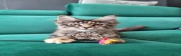 Maine Coon cats for sale: LAST TICA reg. female  - Advert 1