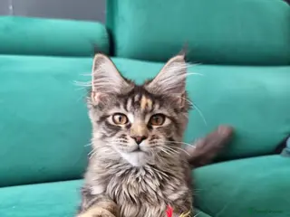Maine Coon cats LAST TICA reg. female - Advert 1