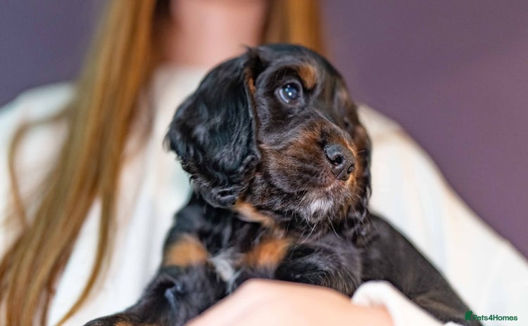 Cocker Spaniel dogs - Advert 3