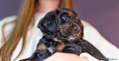 Cocker Spaniel dogs - Advert 6