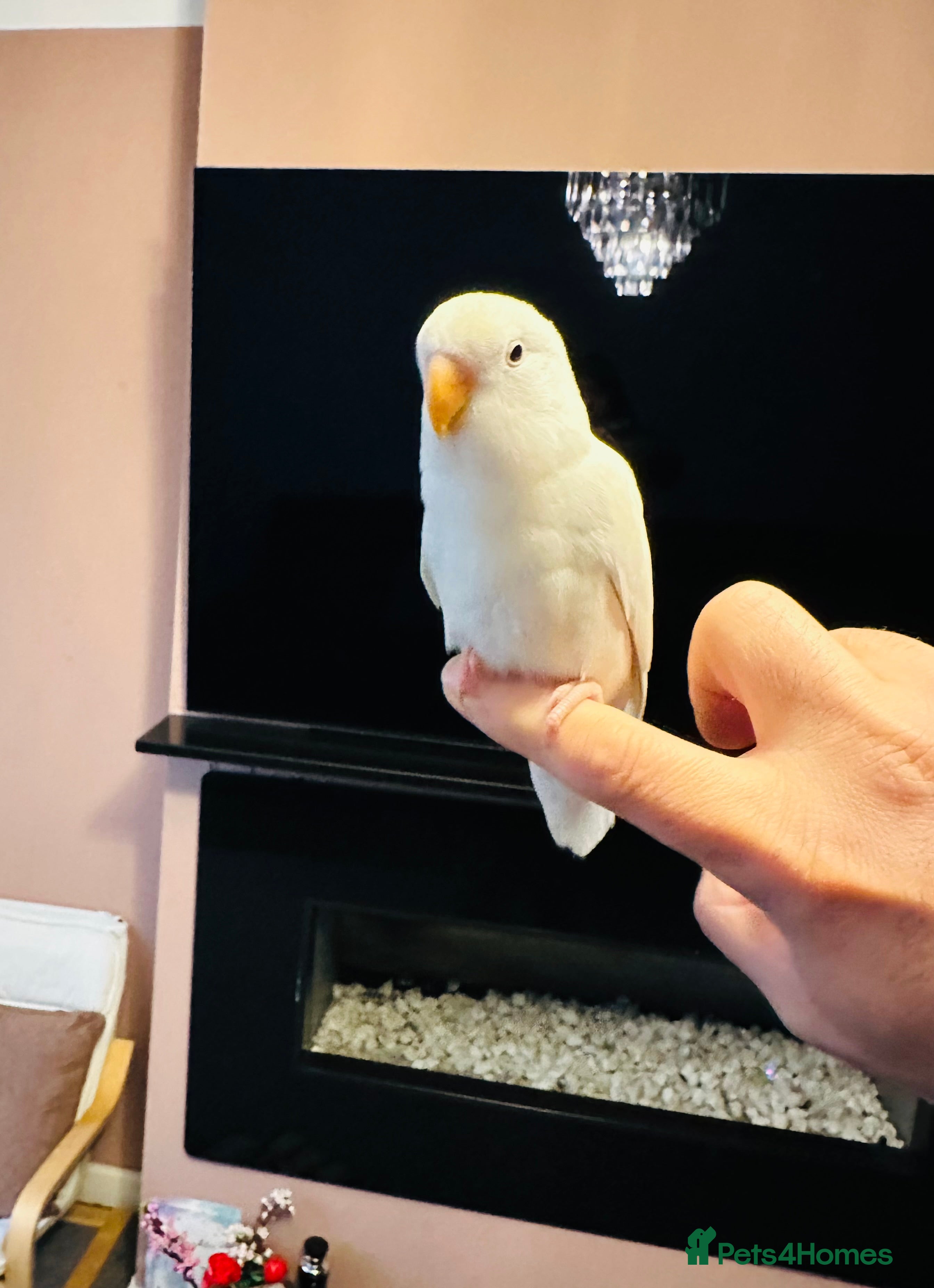 Lovebirds birds Hand-Reared, Tamed 8-Week-Old Peach-Faced Lovebird - Advert 3