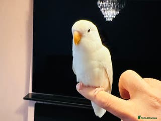 Lovebirds birds Hand-Reared, Tamed 8-Week-Old Peach-Faced Lovebird - Advert 3