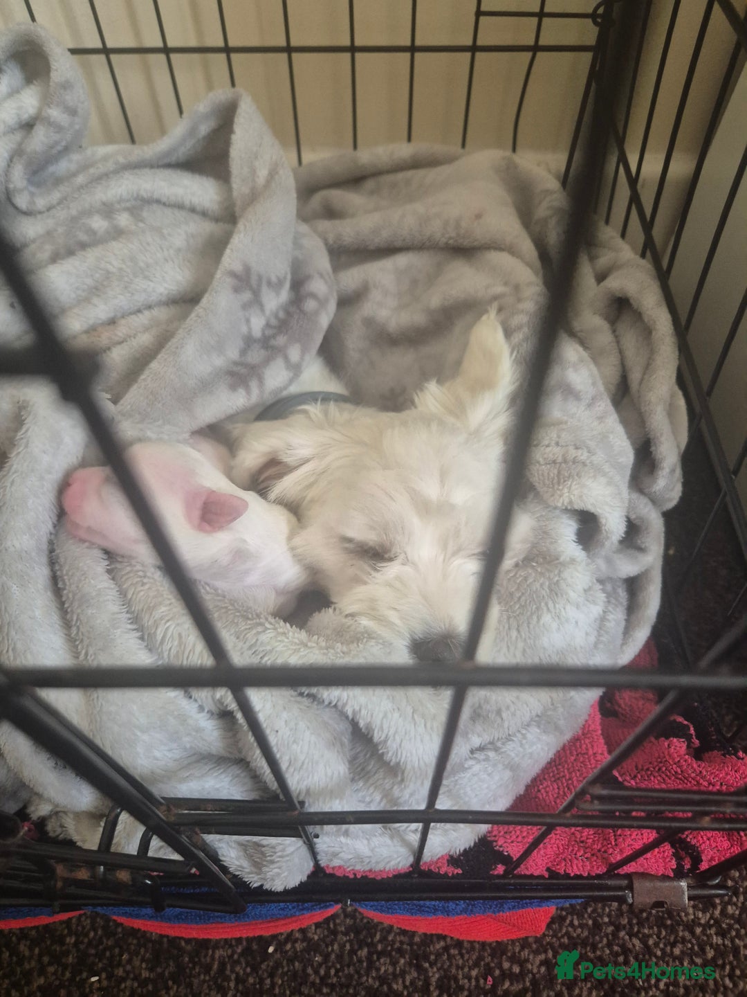 Maltese dogs for sale: Maltese Mini - Image 9