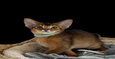 Abyssinian cats - Advert 1
