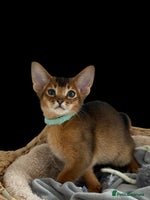 Abyssinian cats - Advert 1