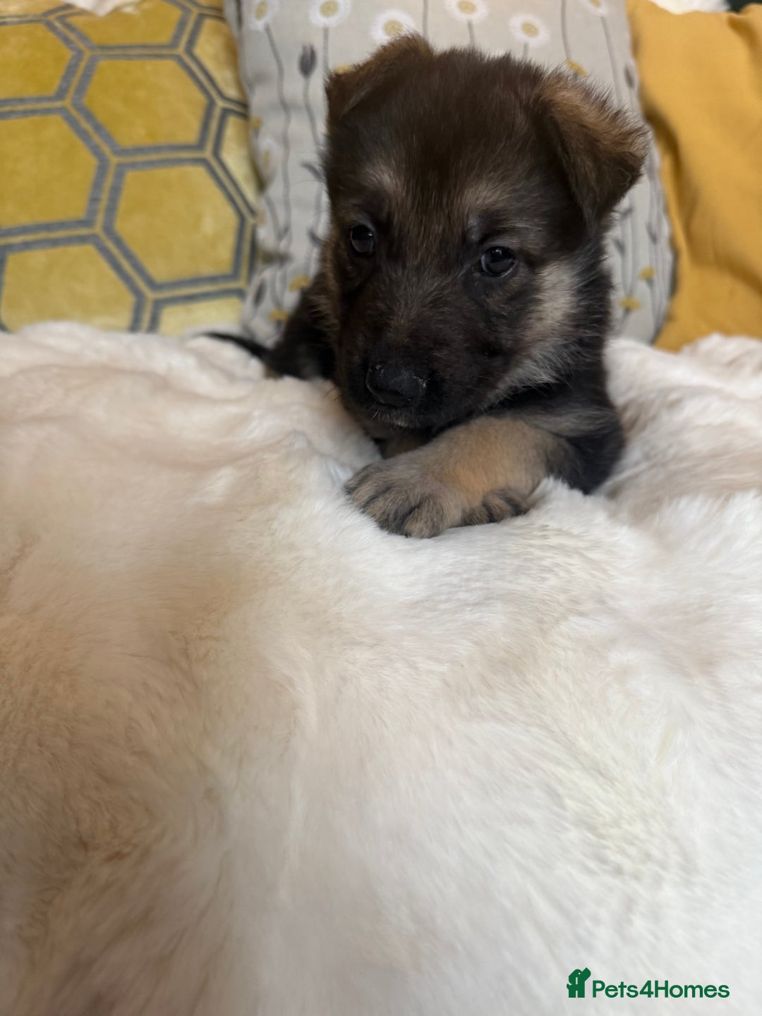 German Shepherd dogs for sale: Stunning German Shepherd Puppies - Advert 11