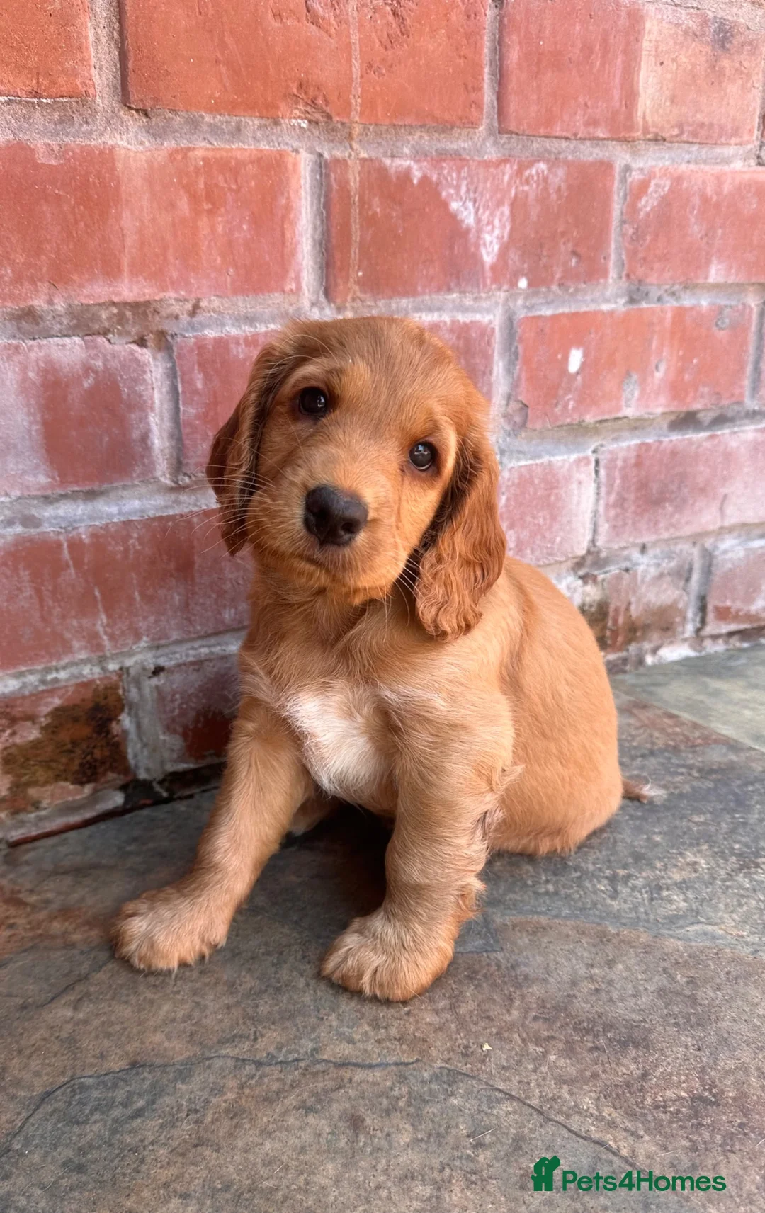 Cockerdor dogs for sale: Beautifully marked Cockerdor puppies - Advert 25