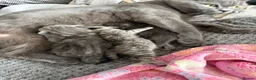 British Shorthair cats for sale: British shorthair /russian blue kittens  - Advert 36