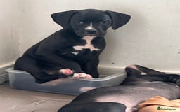 Mixed Breed dogs for sale: Cane corso x staffy  - Image 14