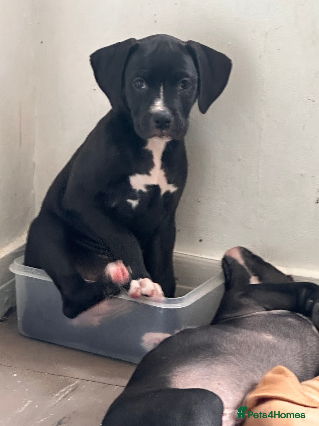Mixed Breed dogs for sale: Cane corso x staffy  - Image 14
