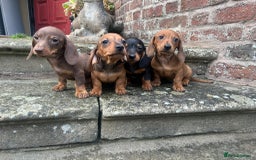 Miniature Dachshund dogs for sale: Top Quality KC Reg Pra clear Mini Dachshund Pups - Image 3