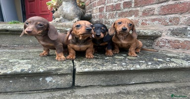 Miniature Dachshund dogs - Advert 6
