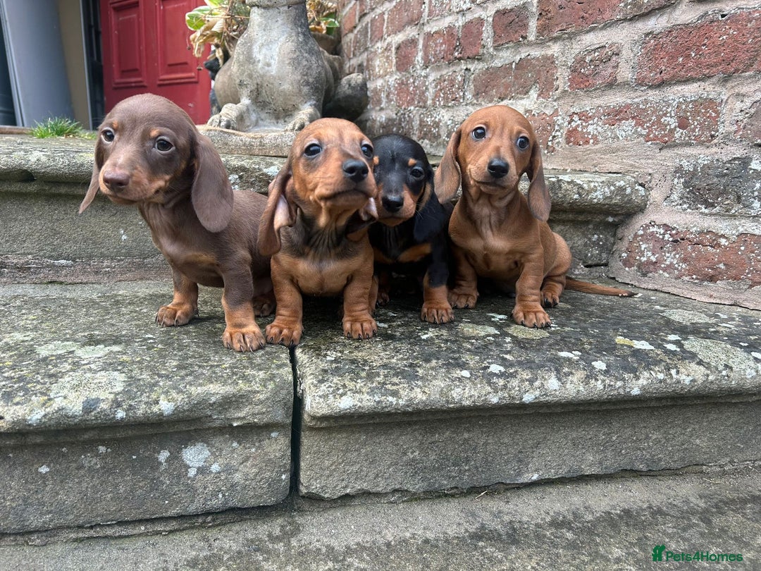 Miniature Dachshund dogs for sale: Top Quality KC Reg Pra clear Mini Dachshund Pups - Image 3