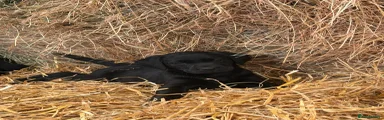 Labrador Retriever 3