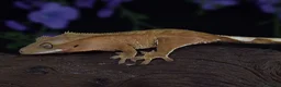 Gecko reptiles for sale: High end crested geckos - Advert 5
