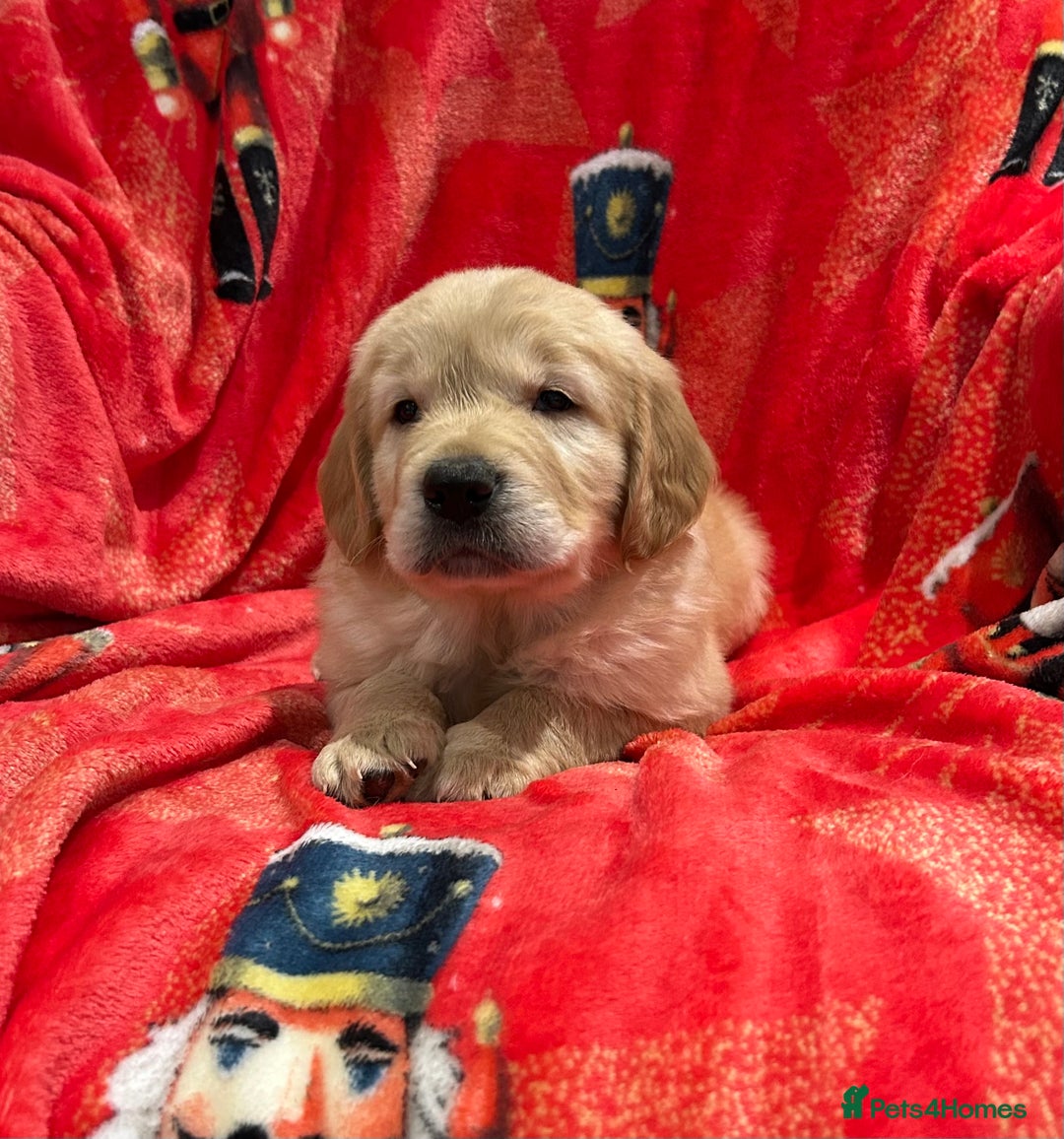 Golden Retriever dogs for sale: Stunning litter of Chunky Golden Retriever Puppies - Advert 9