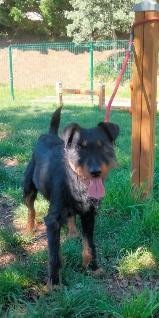 Jagdterrier dogs Enzo  - Advert 2