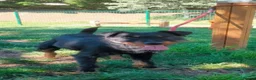 Jagdterrier dogs for adoption: Enzo  in Penryn - Advert 1