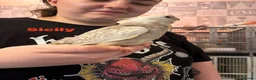 Cockatiels birds for sale: Hand reared baby cockatiels - Advert 7