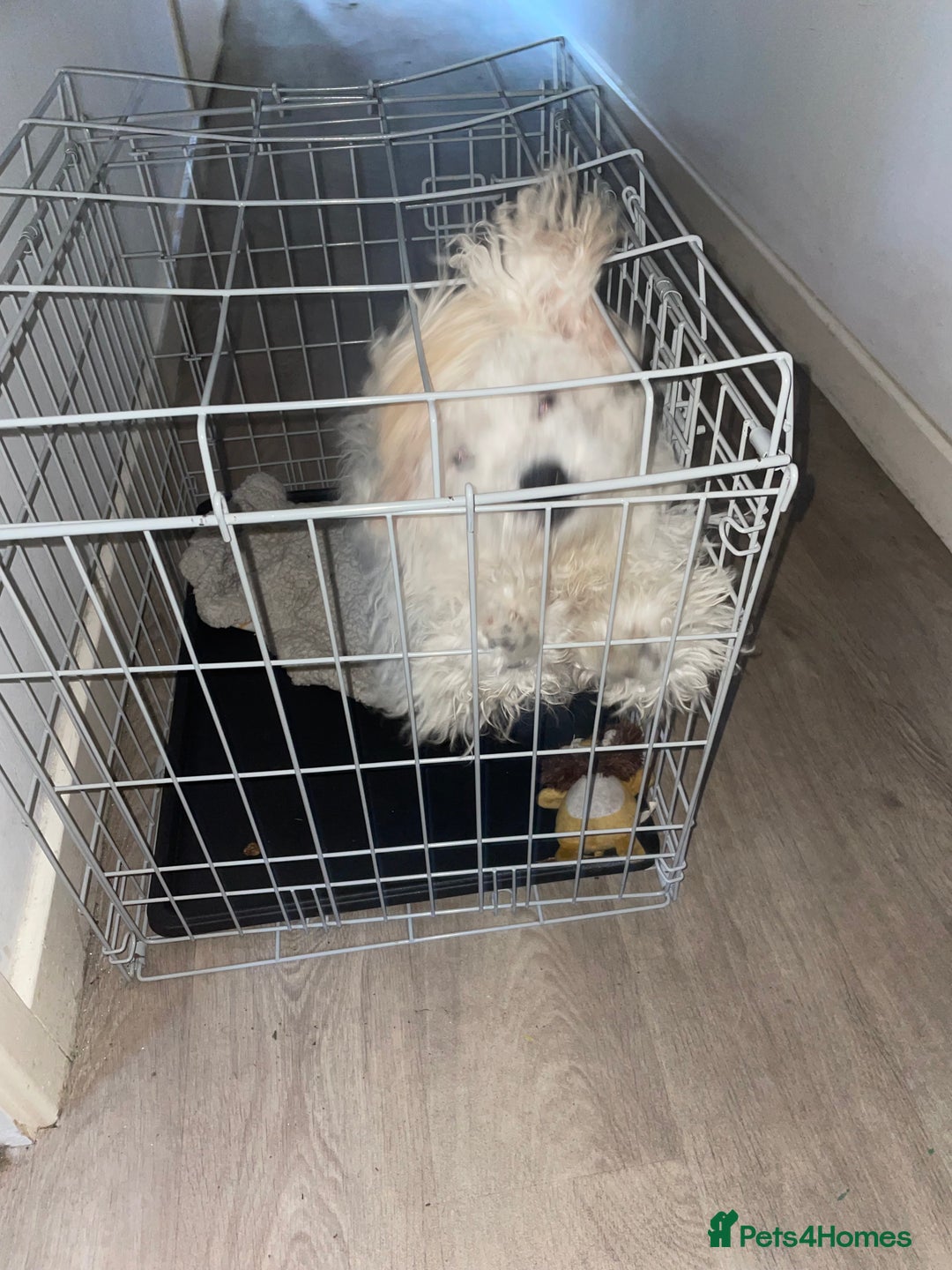 Mixed Breed dogs for sale: Remi  - Advert 2