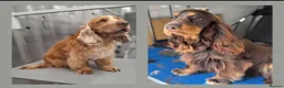Cocker Spaniel dogs for sale: KC REG SHOW COCKER SPANIELS - Advert 3