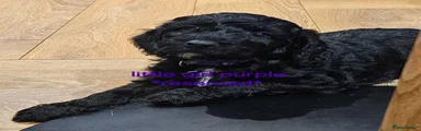 Cockapoo 2