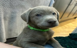 Labrador Retriever dogs for sale:  Ready for collection from today 🩶💚🩶   - Image 1