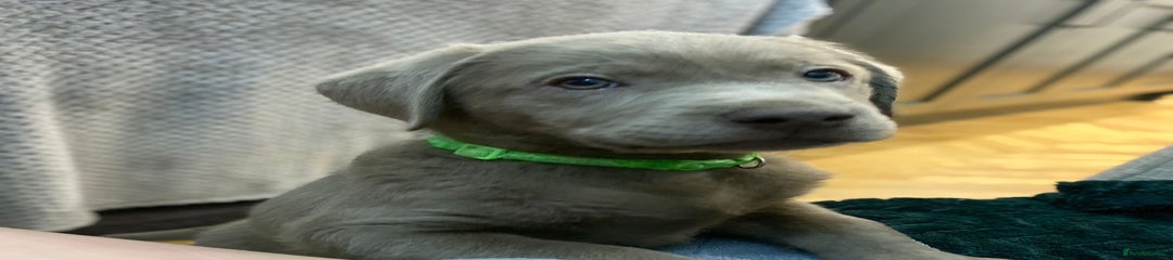 Mr Green Collar 💚