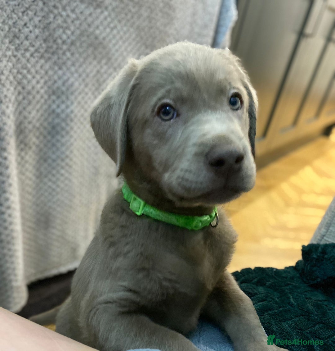 Labrador Retriever dogs for sale:  Ready for collection from today 🩶💚🩶   - Image 1