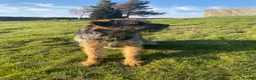 Border Terrier dogs for stud: Benji - Proven Border Terrier for stud - Advert 7