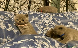 British Shorthair cats for sale: 💕Pure BSH Kittens – Family Raised, Ready December - Image 17