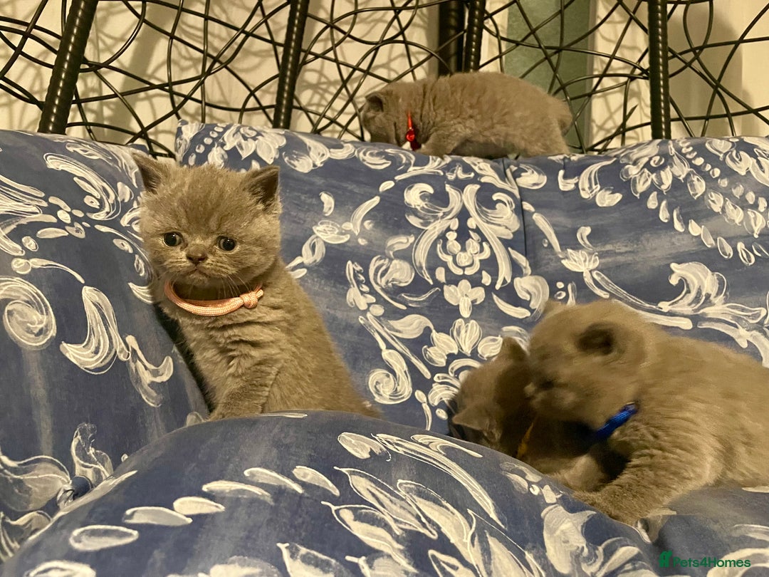 British Shorthair cats for sale: 💕Pure BSH Kittens – Family Raised, Ready December - Image 17
