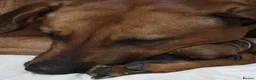 Rhodesian Ridgeback dogs for sale: KC Registered Rhodesian Ridgeback Puppies - Advert 5